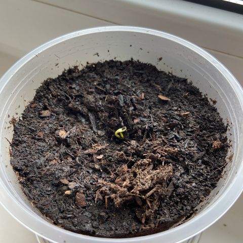 Jessica  growlog photo: Sie schlüpft