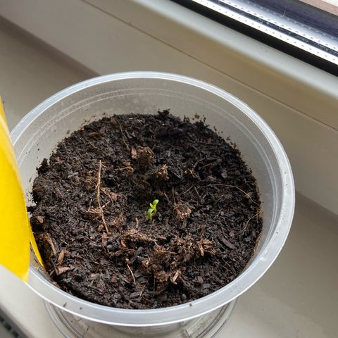 Hildegard growlog timeline photo