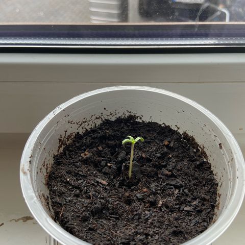 Peppa growlog timeline photo