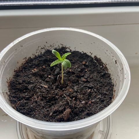 Peppa growlog timeline photo
