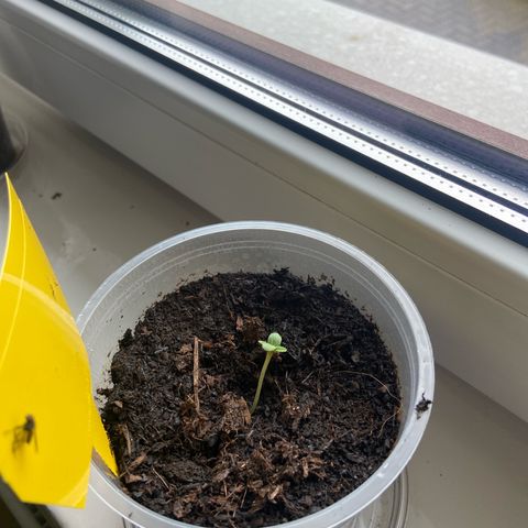 Hildegard growlog timeline photo