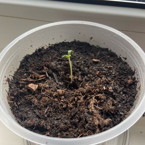 Jessica  growlog timeline photo