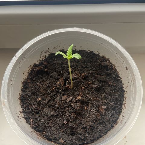 Peppa growlog timeline photo