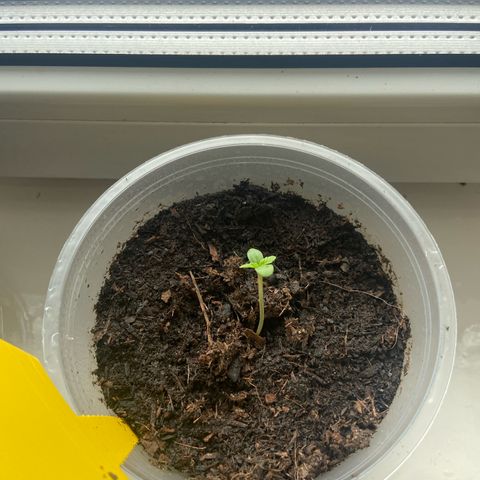 Hildegard growlog timeline photo