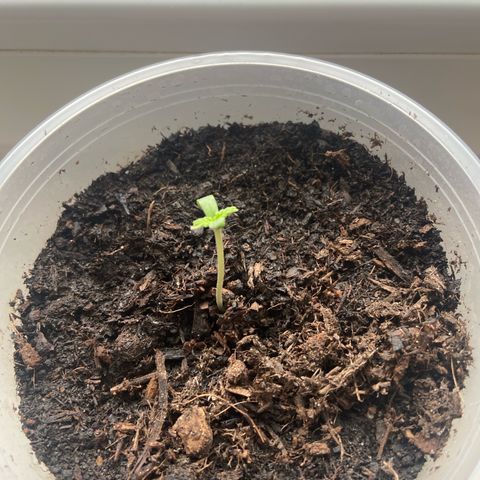 Jessica  growlog timeline photo