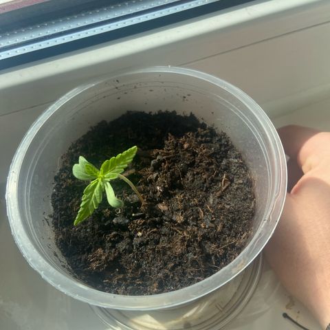 Peppa growlog timeline photo
