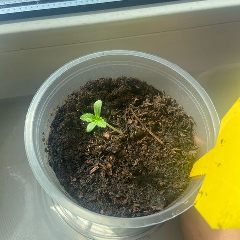 Hildegard growlog timeline photo