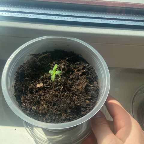 Jessica  growlog timeline photo
