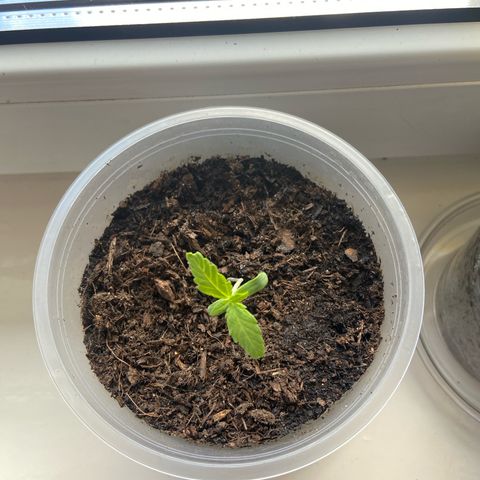 Jessica  growlog timeline photo
