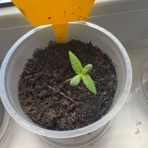 Hildegard growlog timeline photo