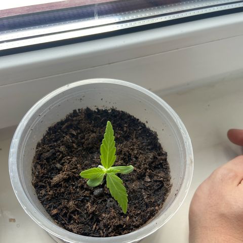 Peppa growlog timeline photo