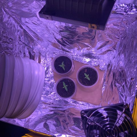 Peppa growlog timeline photo