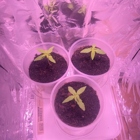 Peppa growlog timeline photo