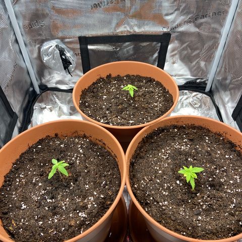 Peppa growlog timeline photo