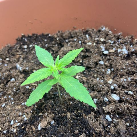 Jessica  growlog photo: 6,5cm