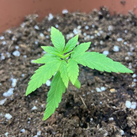 Peppa growlog photo: 7cm