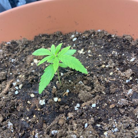 Hildegard growlog timeline photo