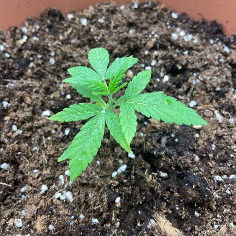 Peppa growlog timeline photo