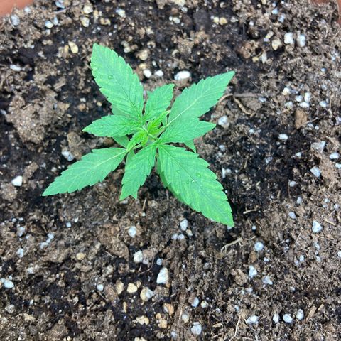 Jessica  growlog timeline photo