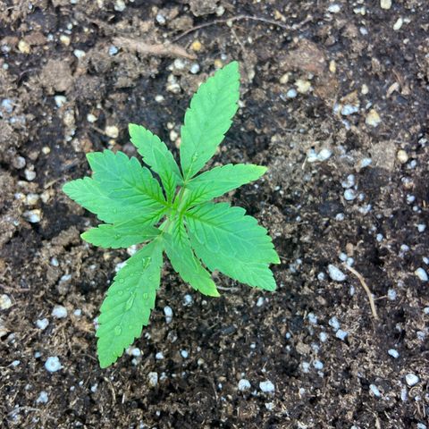 Hildegard growlog timeline photo