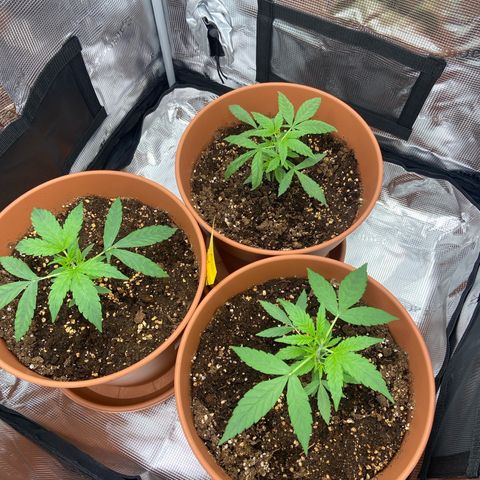 Peppa growlog timeline photo