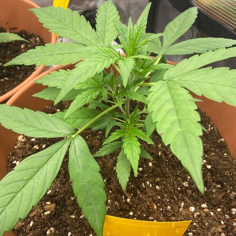 Peppa growlog timeline photo