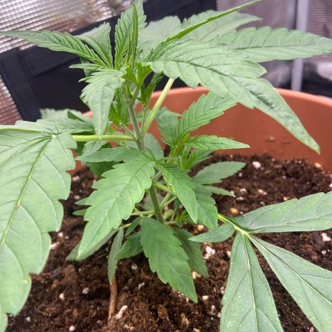Hildegard growlog timeline photo