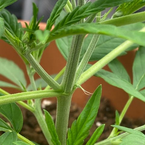 Peppa growlog photo: Erste Trichom Härchen