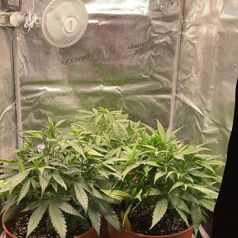 Peppa growlog timeline photo