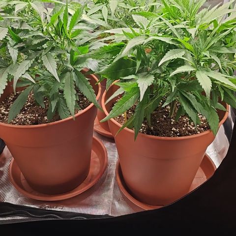 Peppa growlog timeline photo