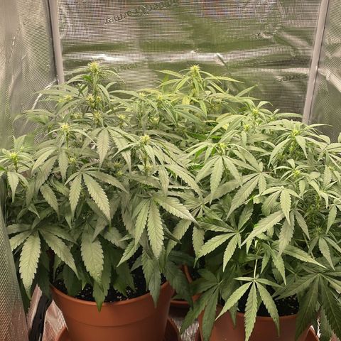 Peppa growlog timeline photo