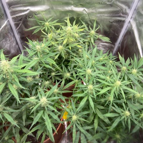 Peppa growlog timeline photo