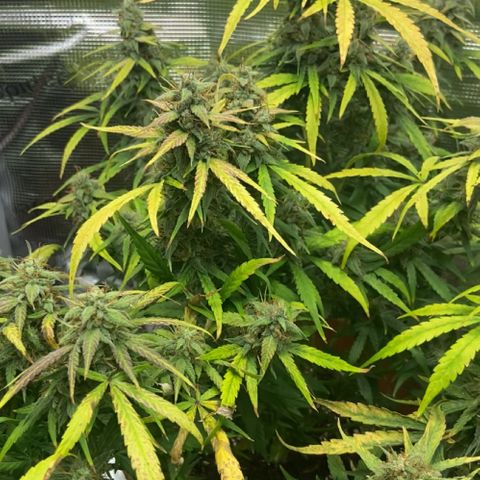 Peppa growlog timeline photo
