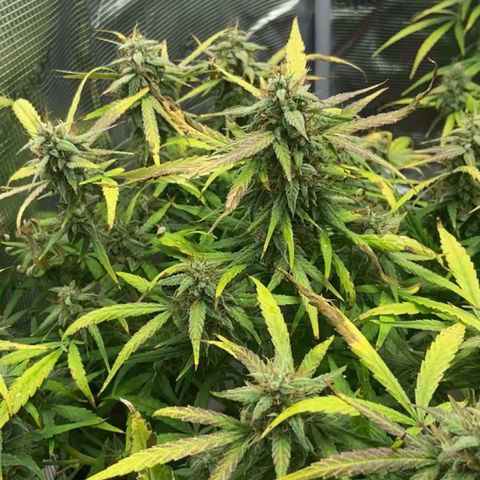 Peppa growlog timeline photo