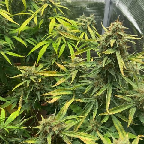 Peppa growlog timeline photo