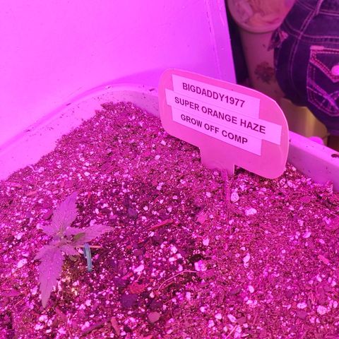 Super Orange Haze  growlog timeline photo