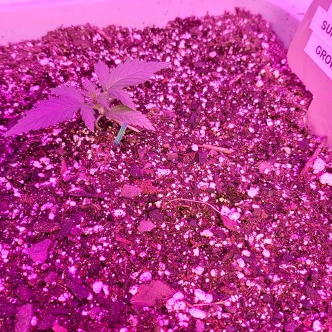 Super Orange Haze  growlog photo: A lil LST