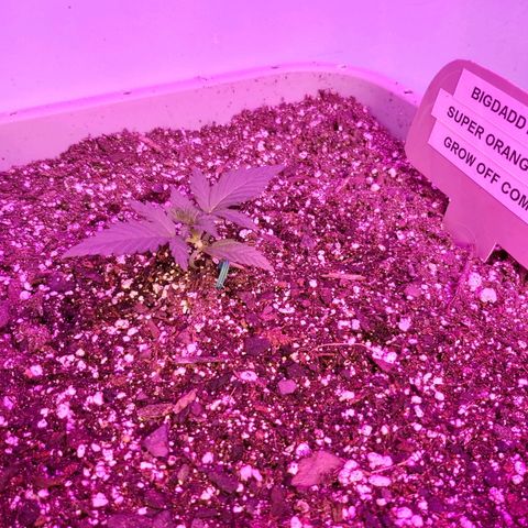 Super Orange Haze  growlog timeline photo