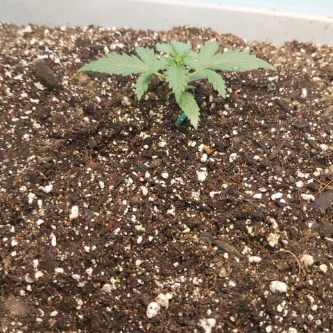 Super Orange Haze  growlog timeline photo