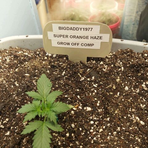 Super Orange Haze  growlog timeline photo