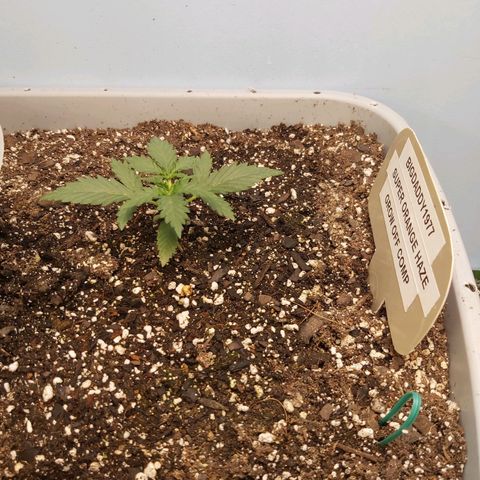 Super Orange Haze  growlog timeline photo