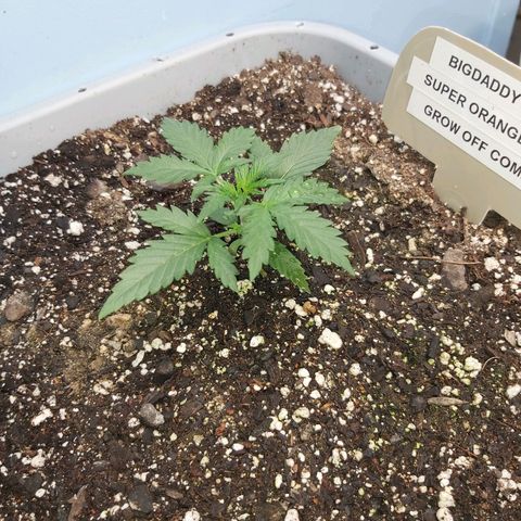 Super Orange Haze  growlog timeline photo