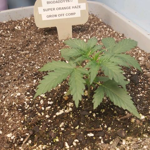Super Orange Haze  growlog timeline photo