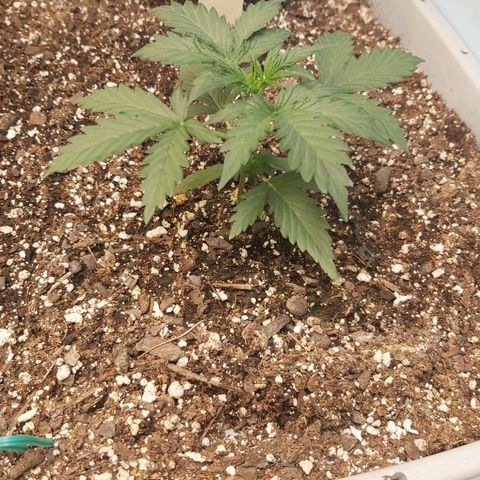 Super Orange Haze  growlog timeline photo