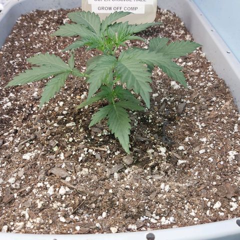 Super Orange Haze  growlog timeline photo