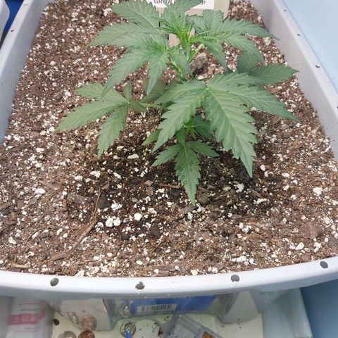 Super Orange Haze  growlog timeline photo