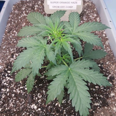 Super Orange Haze  growlog timeline photo