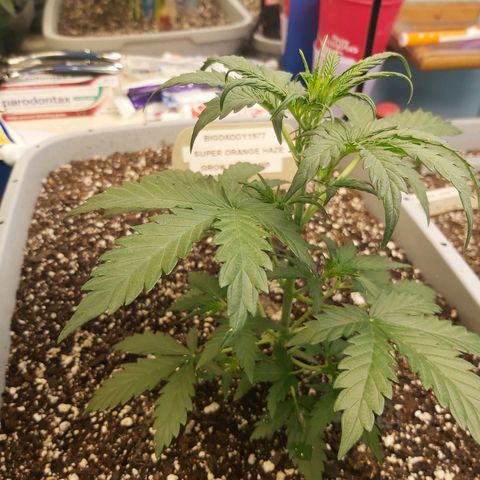 Super Orange Haze  growlog timeline photo