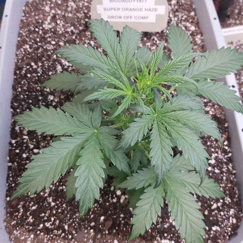 Super Orange Haze  growlog timeline photo