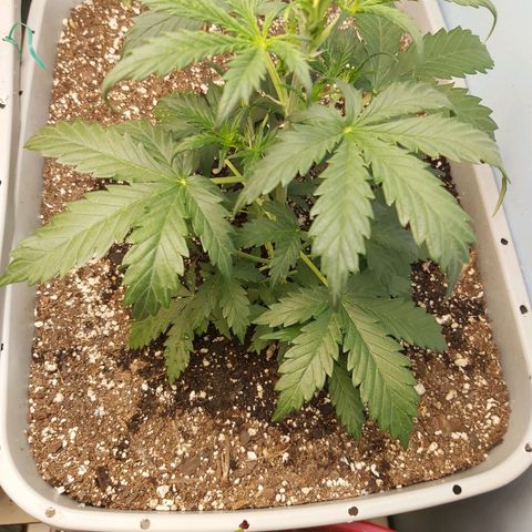 Super Orange Haze  growlog timeline photo